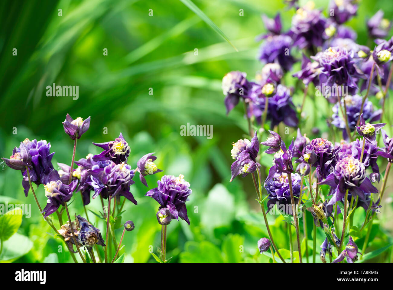 early summer violet flowers in a garden Stock Photo