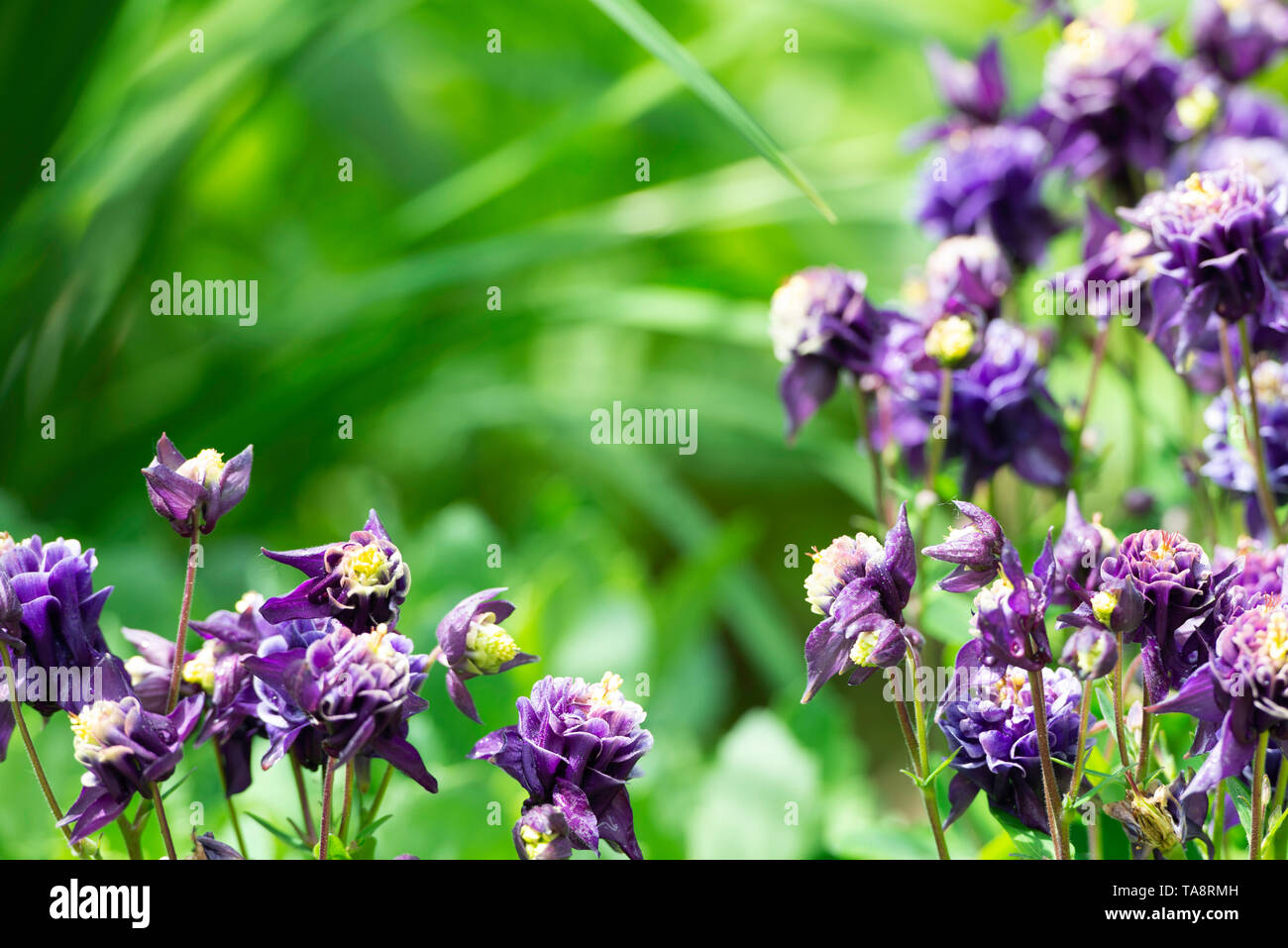 early summer violet flowers in a garden Stock Photo