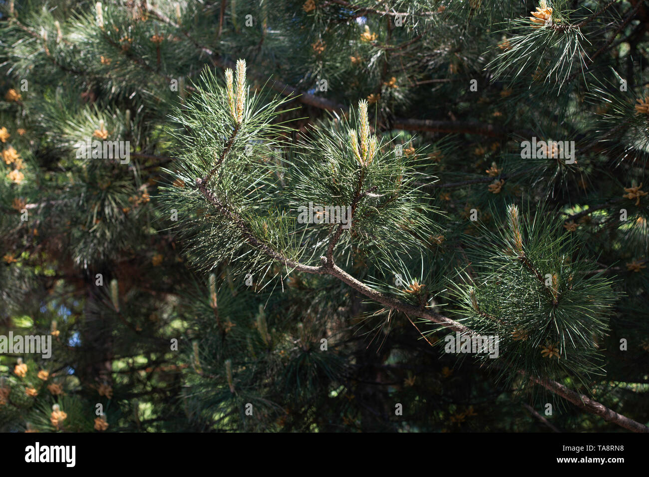 a pine tree in a spring Stock Photo