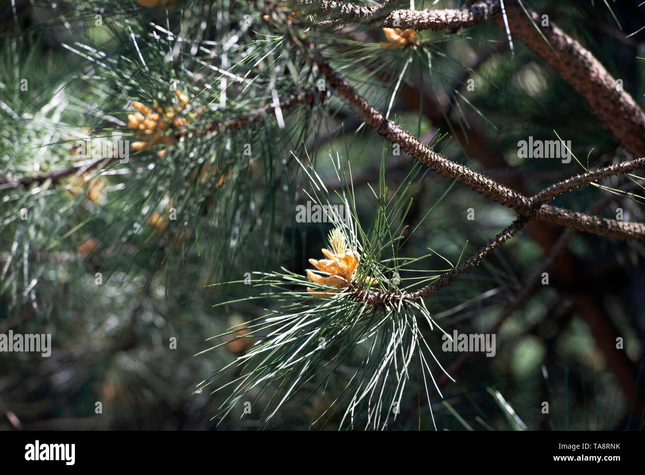 a pine tree in a spring Stock Photo