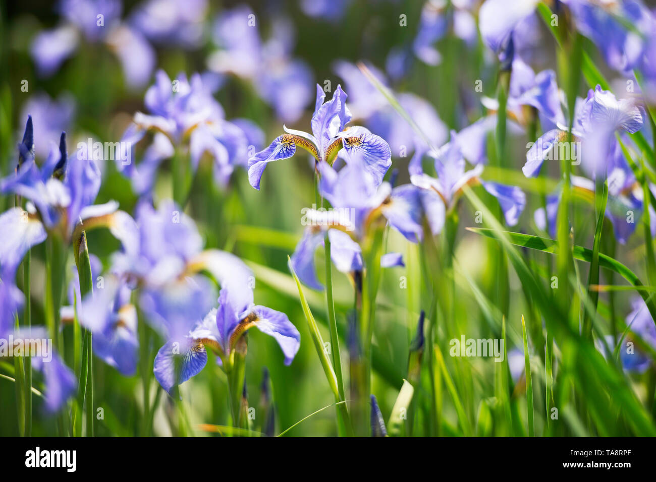 purple iris flowers in a summer garden at a sunny day Stock Photo