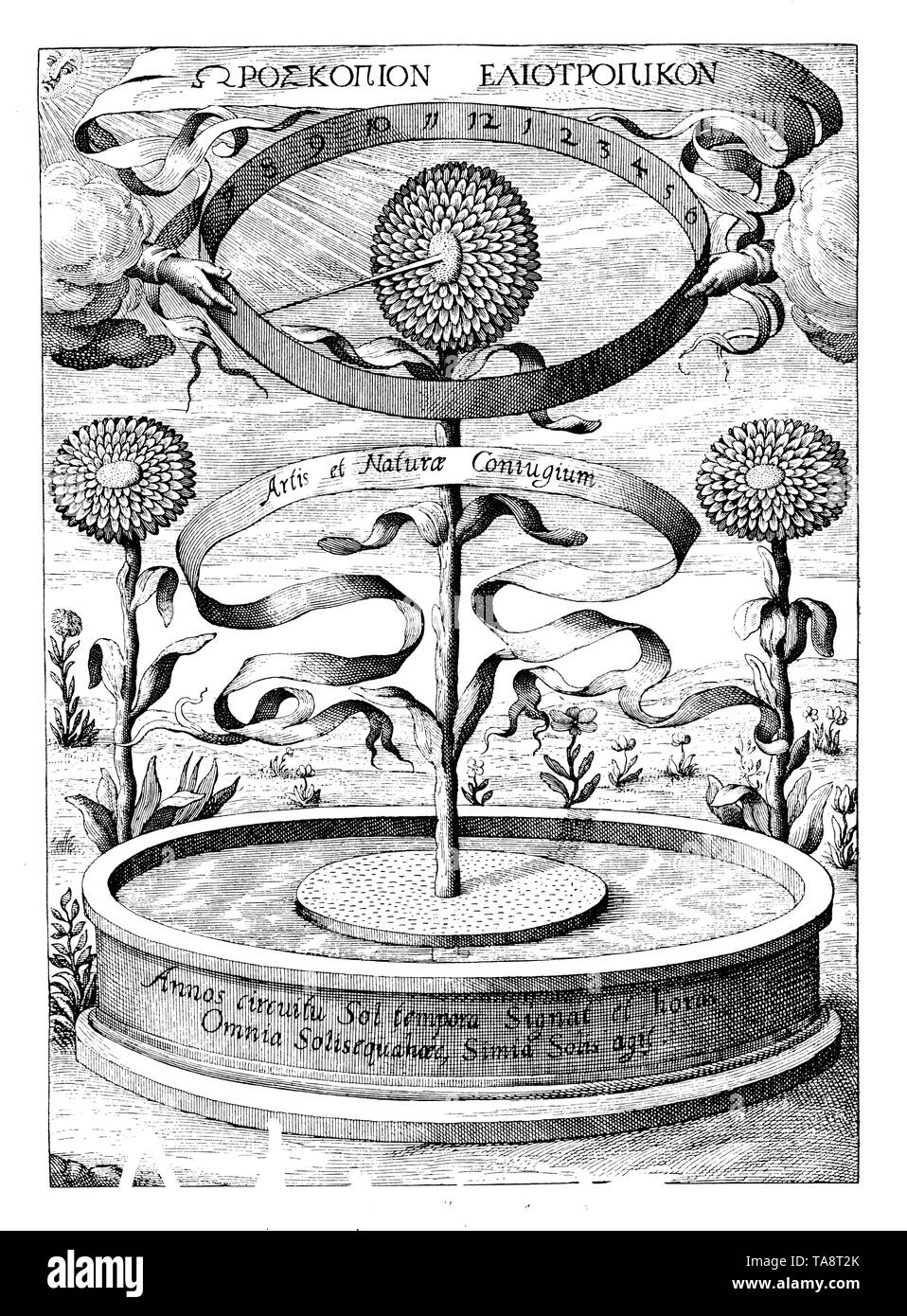 Horoscopium botanicum, sunflower as clock.  After Athanasius Kircher's 'De arte magnetica' from 1643, ,  (popular science book, 1902) Stock Photo