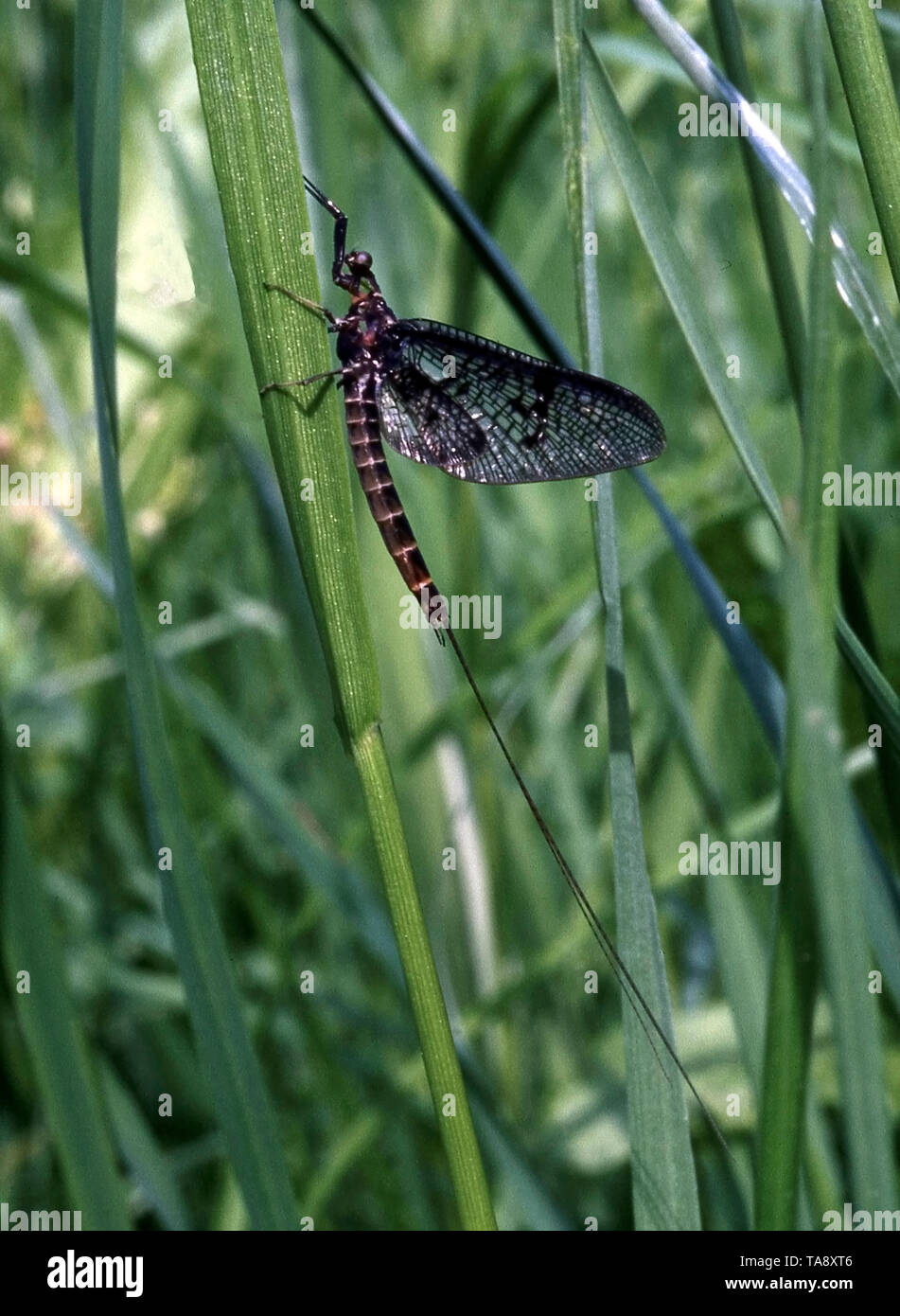 MAYFLY EPHEMERA DANICA)) Stock Photo