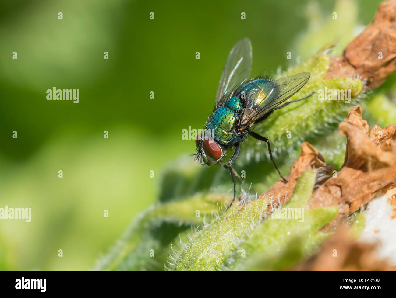 Closeup of a Common Green Bottle Fly (Lucilia sericata, Greenbottle fly) on a leaf or plant in Spring (May), West Sussex, UK. Greenbottle fly. Stock Photo