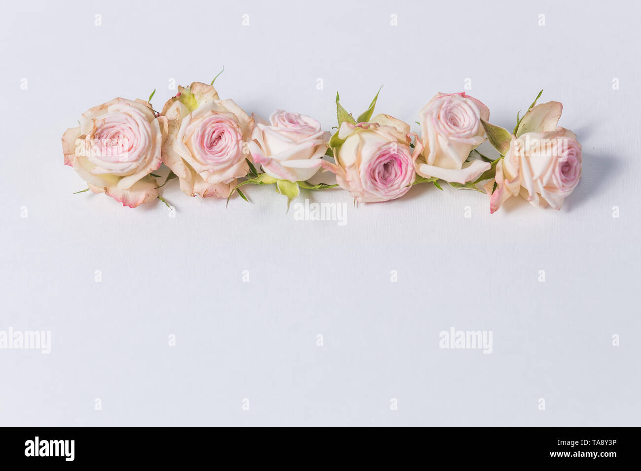 Pink Roses Row Row beautiful pink rose hi-res stock photography and images - Alamy