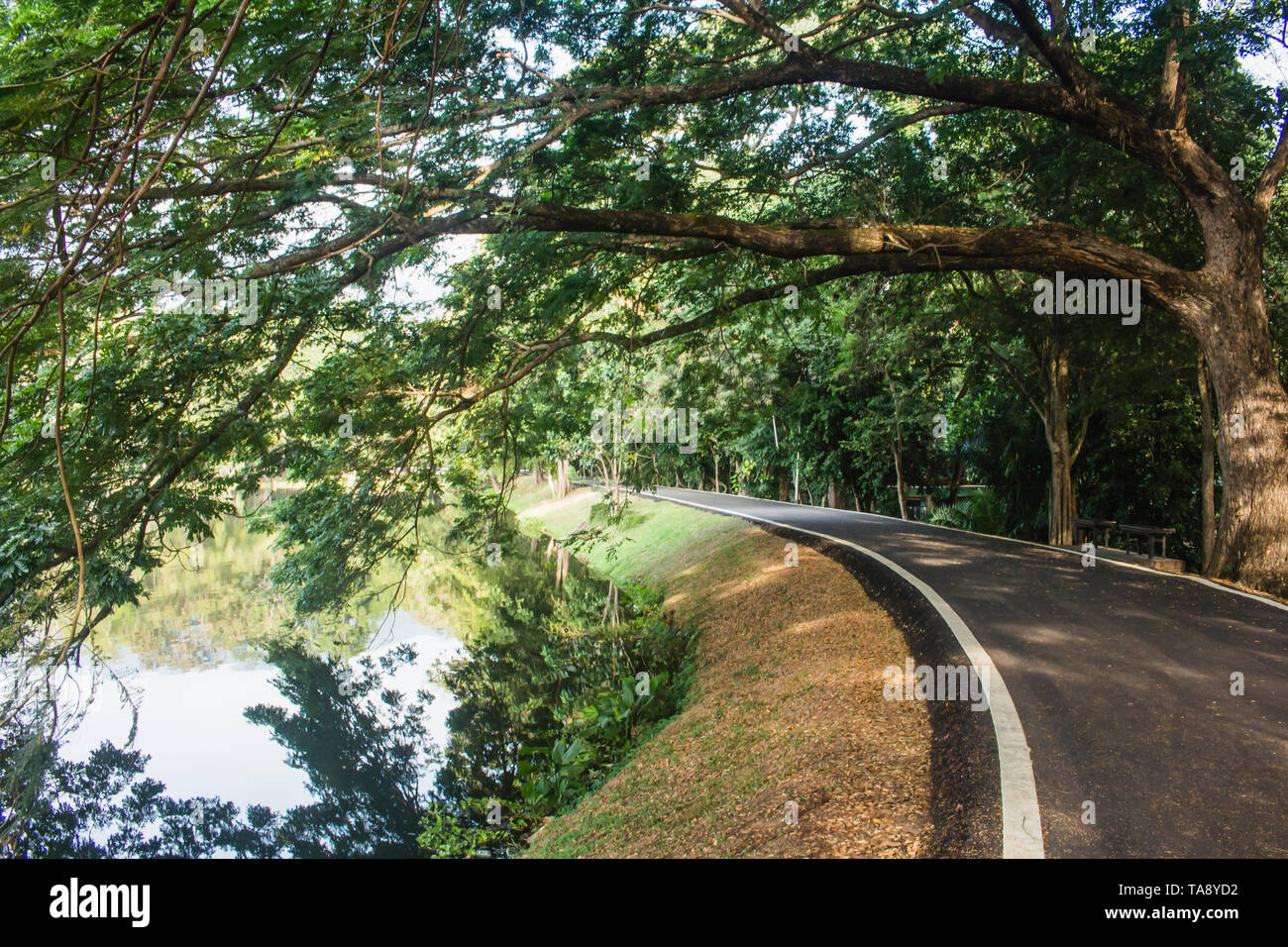 Empty asphalt road between trees and lake in Ang Kaew Reservoir. Massive tree with branches blocking the sun. Stock Photo