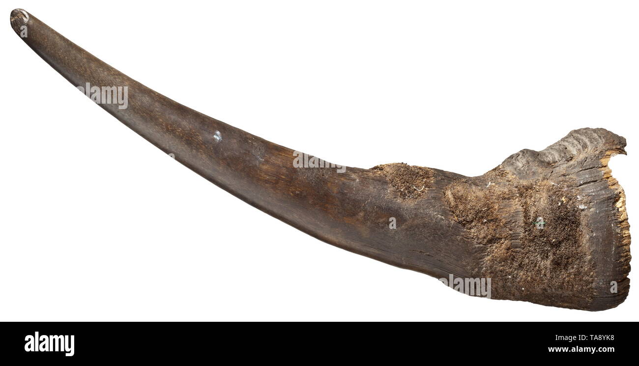 A Central African rhinoceros horn, early 20th century Sturdy, evenly grown horn of a square-lipped rhinoceros (Ceratotherium simum). Partly polished, in the lower third rough surface in its natural state. The bottom slightly cracked and with minimal insect damage. Length measured along the outer curvature 63 cm, weight 3,450 g. CITES certificates available. historic, historical, hunt, hunts, hunting, utensil, piece of equipment, utensils, trophies, object, objects, stills, clipping, clippings, cut out, cut-out, cut-outs, Additional-Rights-Clearance-Info-Not-Available Stock Photo