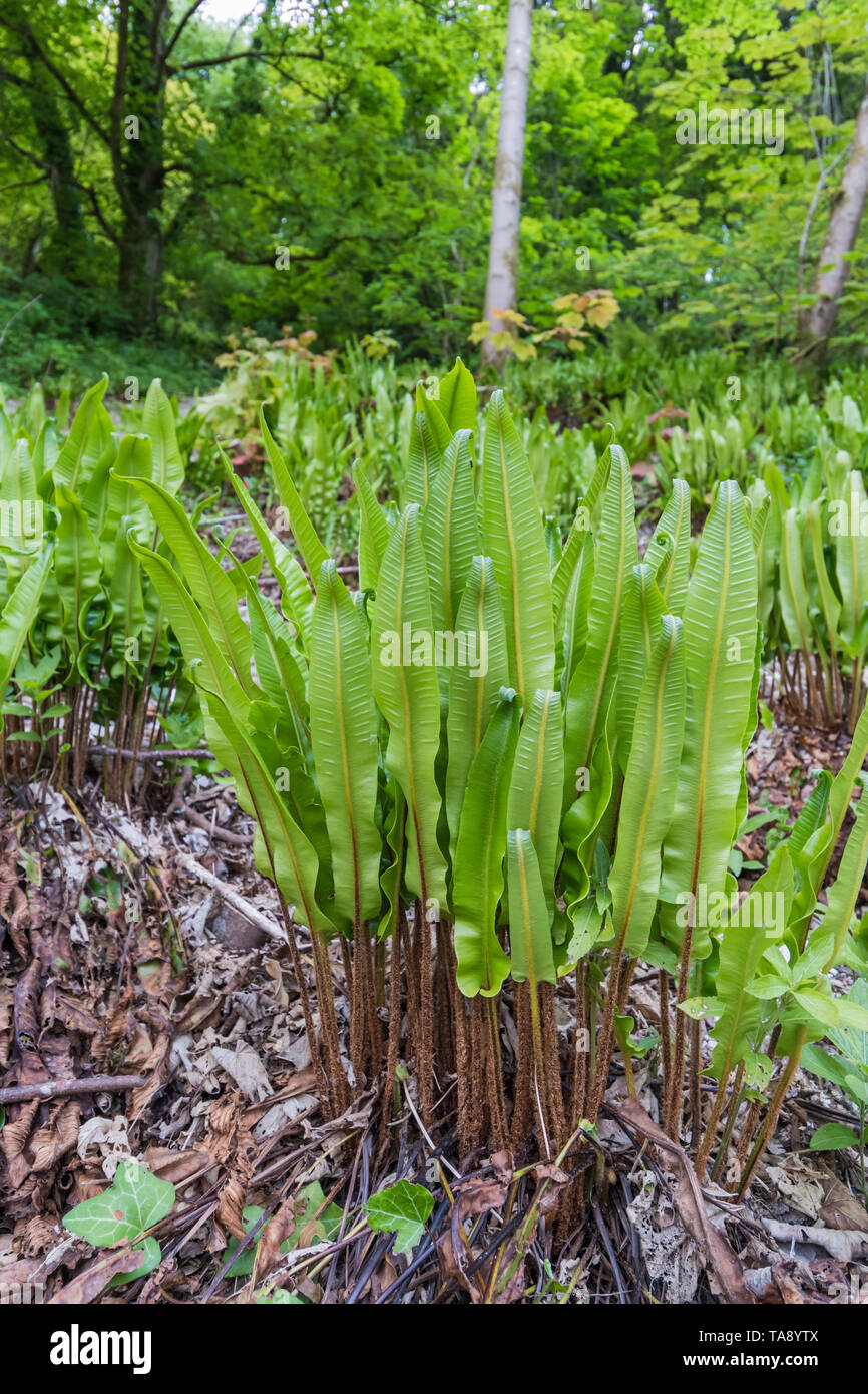Asplenium scolopendrium (Hart's tongue fern or Burnt weed), an evergreen fern planted and growing in clumps in Spring in West Sussex, UK. Stock Photo