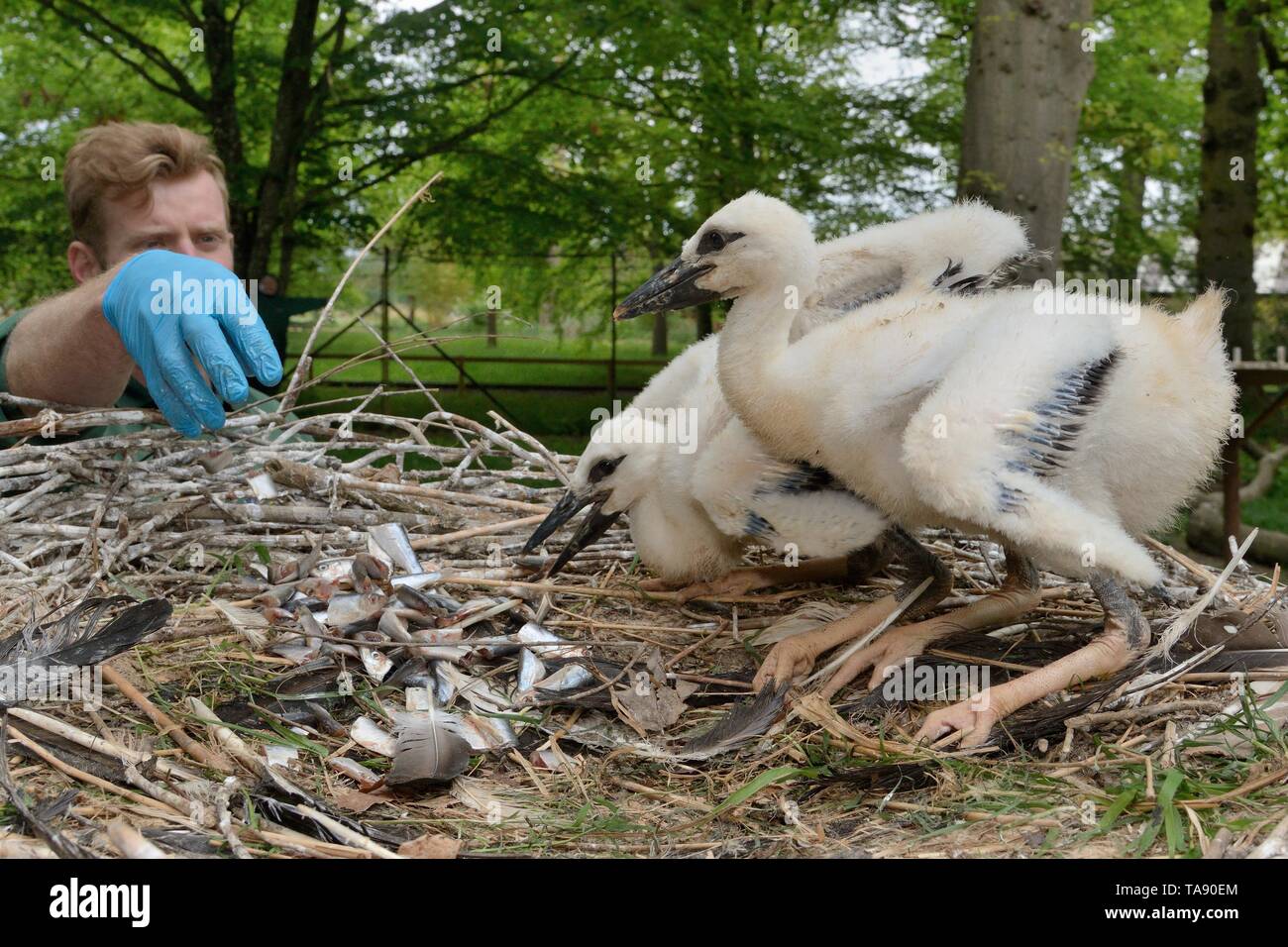 Keeper feeding White stork (Ciconia ciconia) chicks in a captive breeding colony supplying UK White Stork reintroductions, Cotswold Wildlife Park. Stock Photo