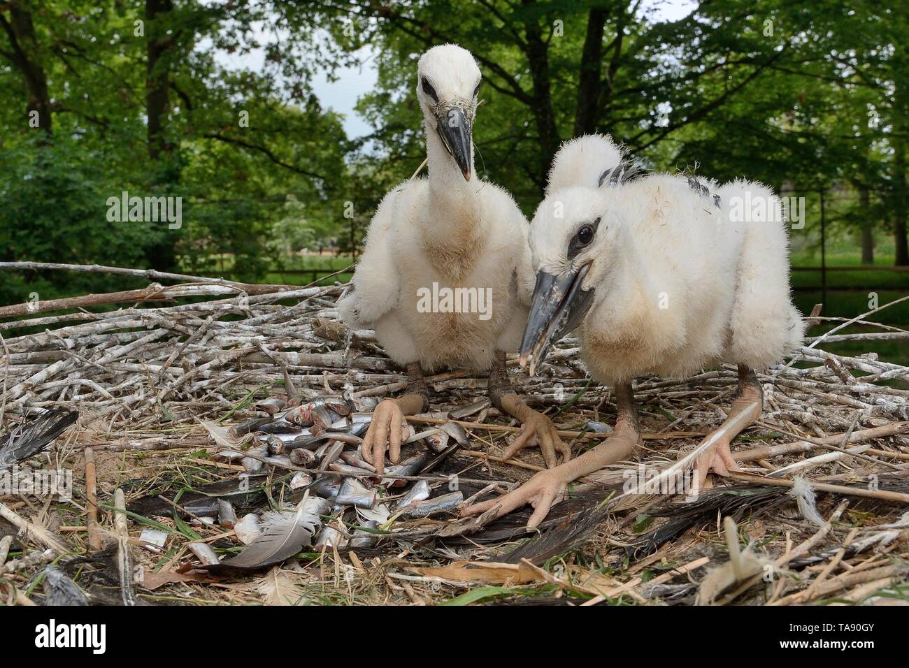 White stork (Ciconia ciconia) chicks in a captive breeding colony supplying UK White Stork reintroductions, Cotswold Wildlife Park. Stock Photo