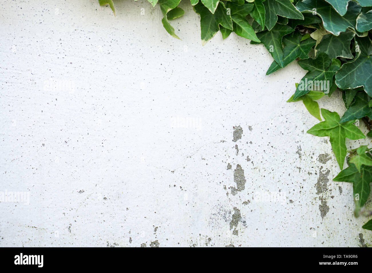 Rustic and damaged white wall half covered by Common Ivy. Also known as