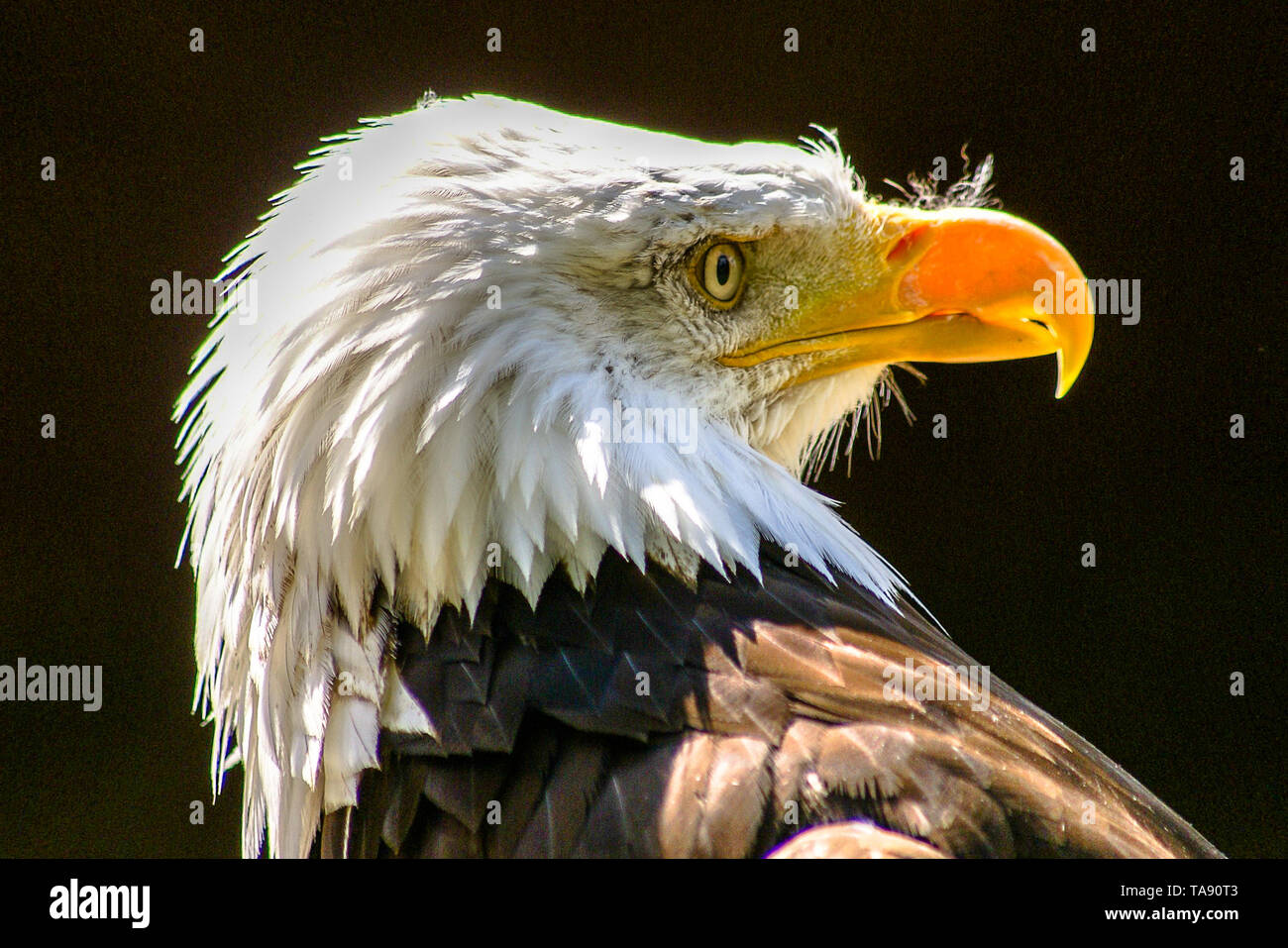 Bald Eagle (Haliaeetus leucocephalus) the bald eagle is both the national  bird and national animal of the United States of America Stock Photo - Alamy