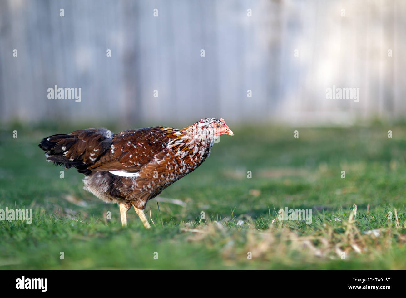 Black and white speckled rooster hires stock photography and images