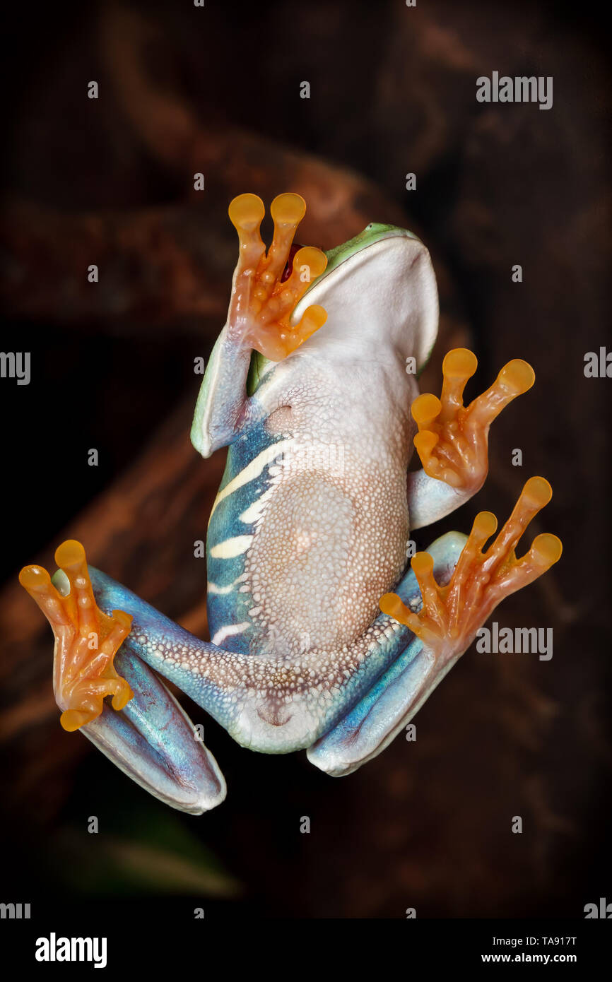 Redeyed tree frog climbing on the glass and shows her tummy Stock