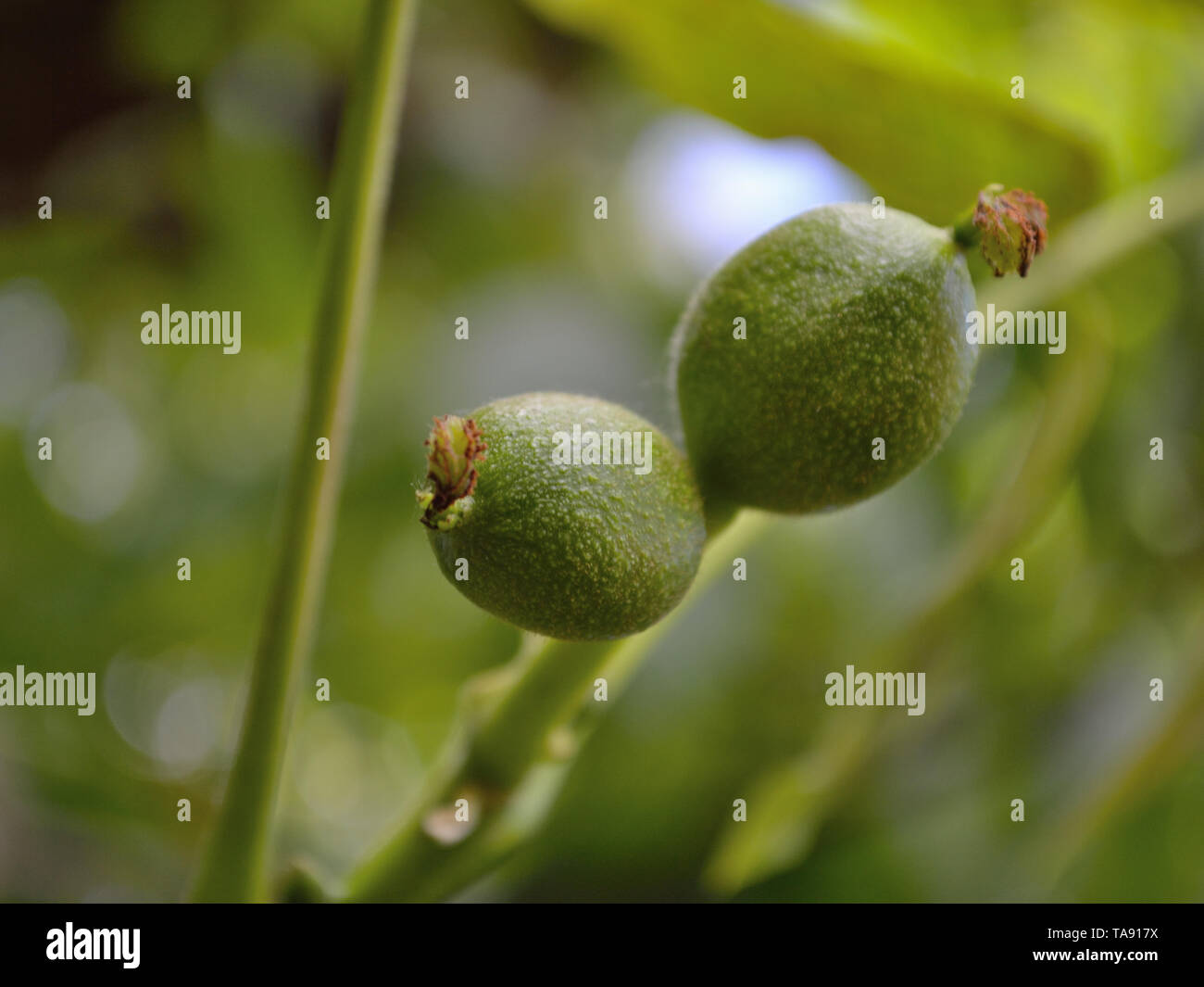 Unripe walnuts on a tree Stock Photo