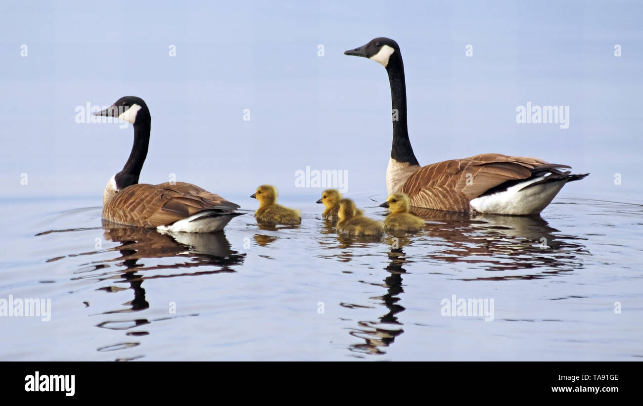 A pair of Canada Geese swimming on lake with their newborn baby goslings Stock Photo