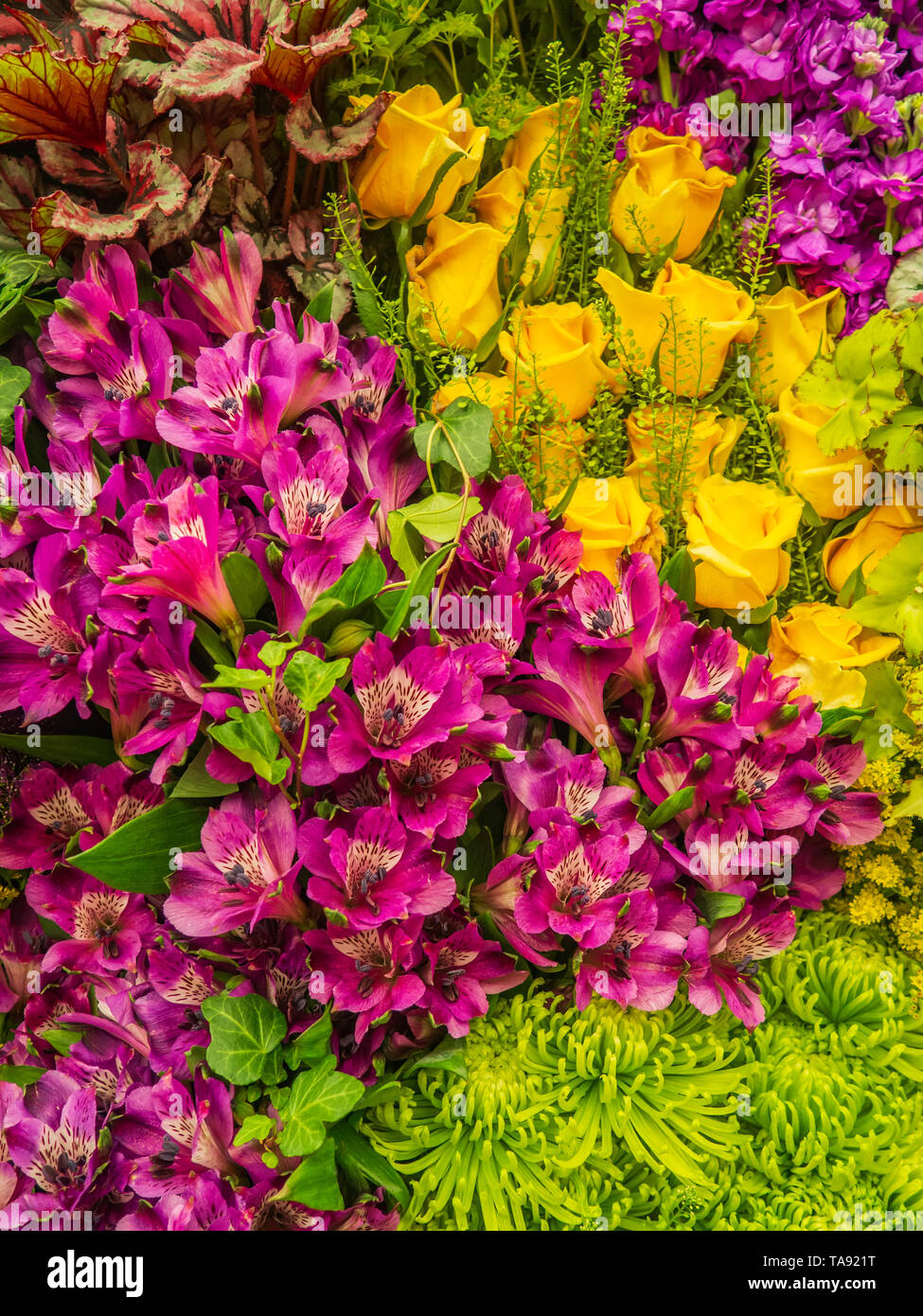 Beautifully designed gardens with plants and variegated flower compositions at RHS Chelsea Flower Show. Stock Photo