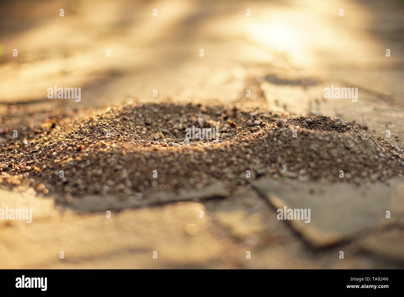 Small nests of ants in the stone floor of wild tiles in the sunny ...