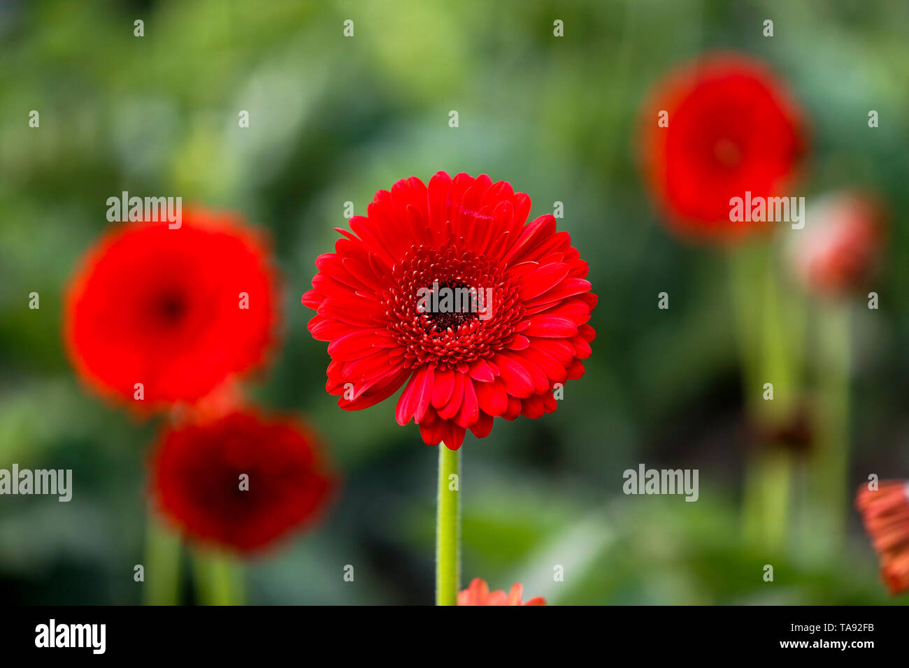 Gerbera flowers at a field in Manikganj, Bangladesh. Stock Photo