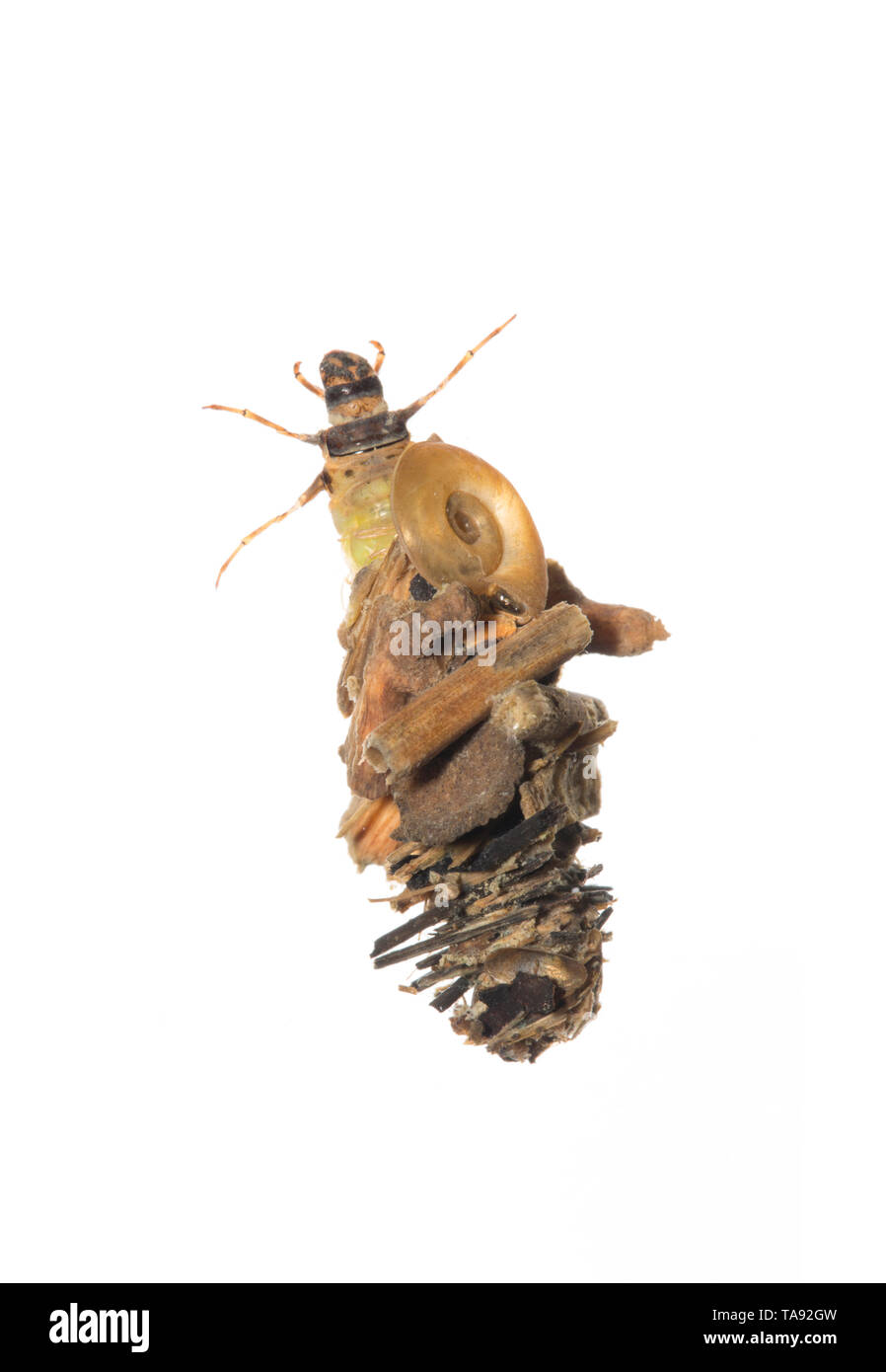 Caddis larva UK Stock Photo Alamy