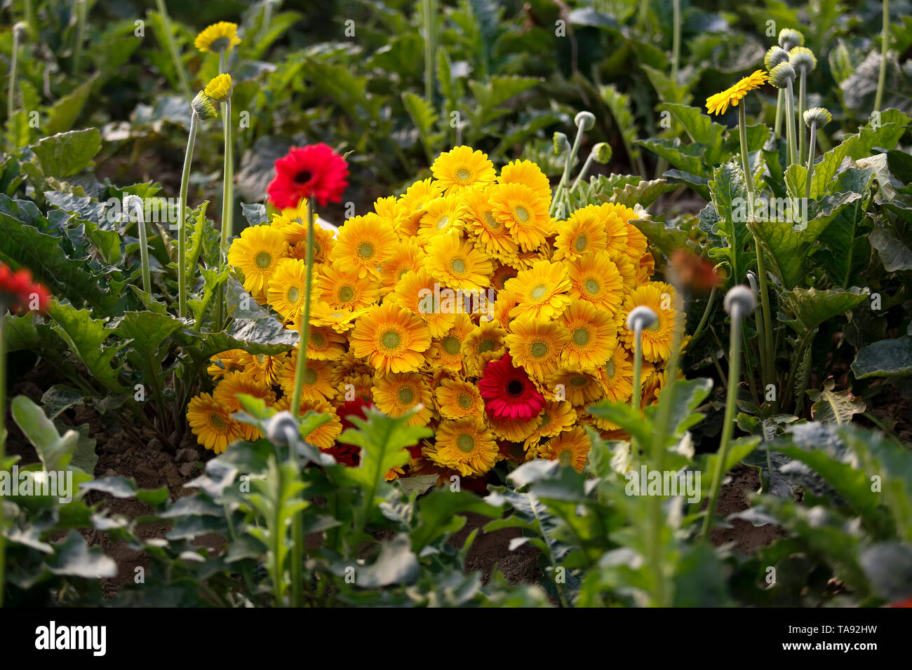 Gerbera flowers at a field in Manikganj, Bangladesh. Stock Photo