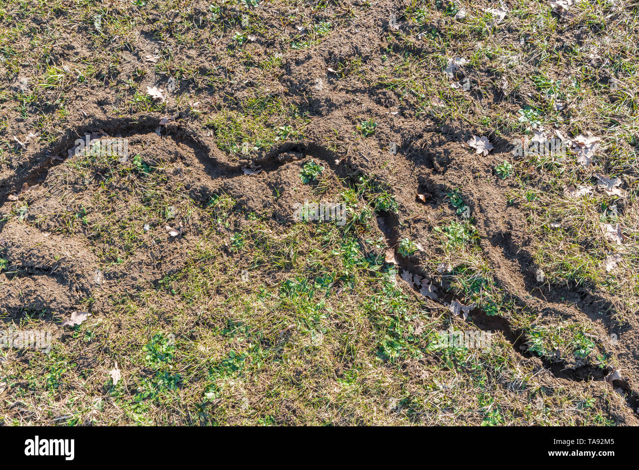Tunnels dug by mice under the snow in winter and ditches on a meadow in