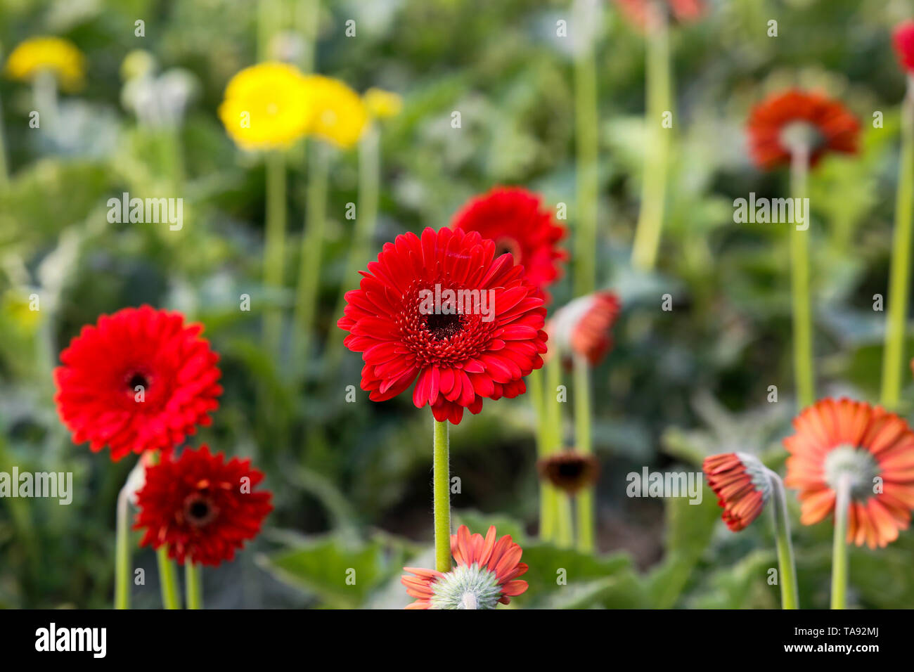 Gerbera flowers at a field in Manikganj, Bangladesh. Stock Photo