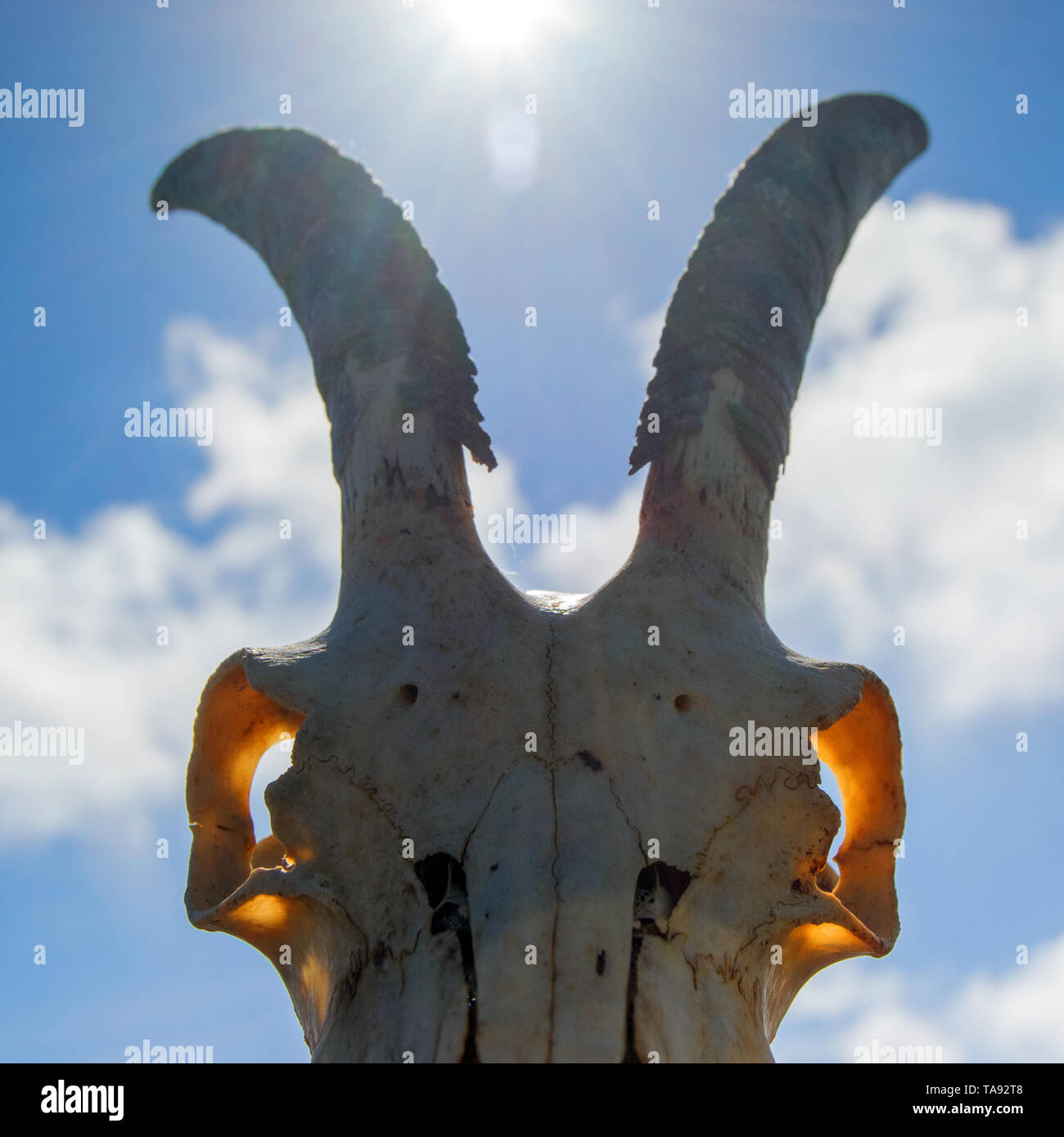 Goat Skull - Baphomet Stock Photo