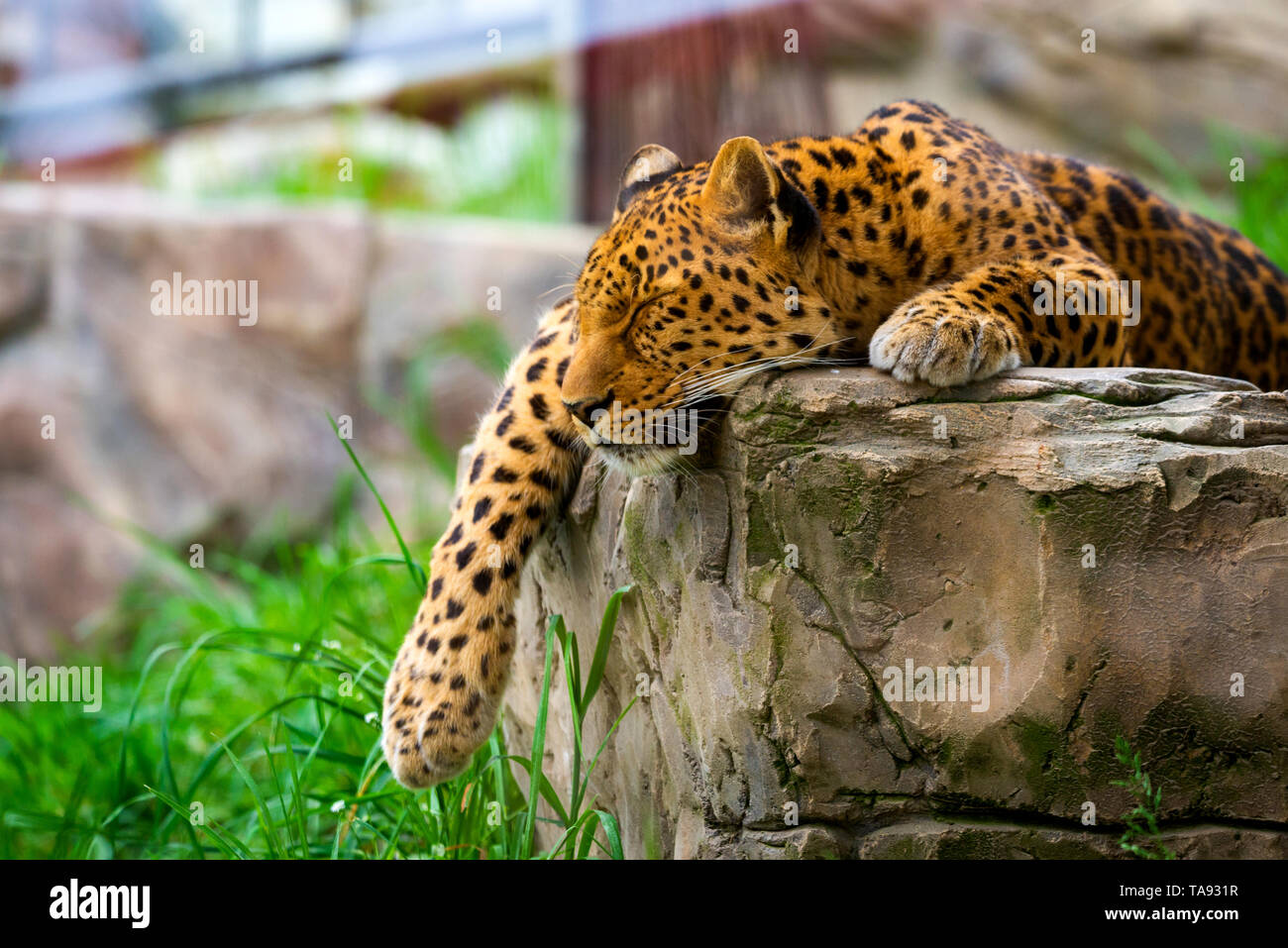 R Leopard Leopard sleeping in tree branch hi-res stock photography and images - Alamy