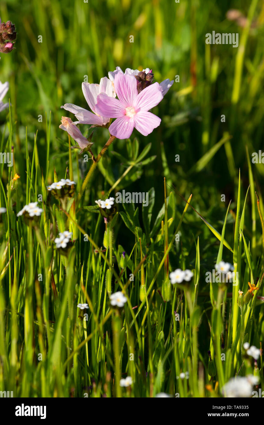 Mallow bloom, Pacheco State Park, California Stock Photo
