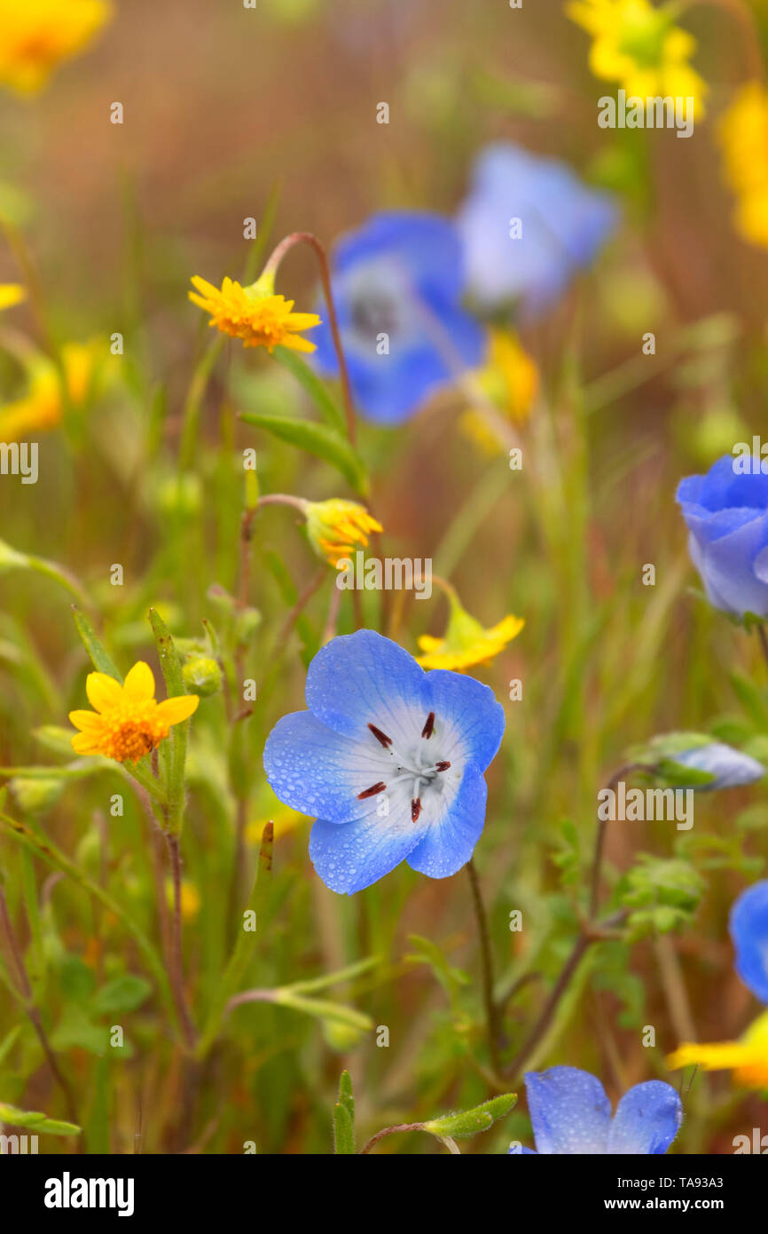 Baby blue eyes (Nemophila menziesii) with goldfields, Shell Creek Road