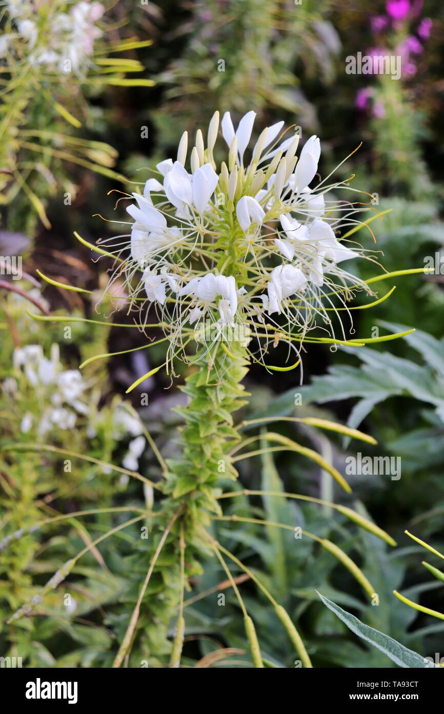 Cat whiskers white flower,Orthosiphon stamineus herb flower, also known as Orthosiphon aristatus, Java tea Stock Photo