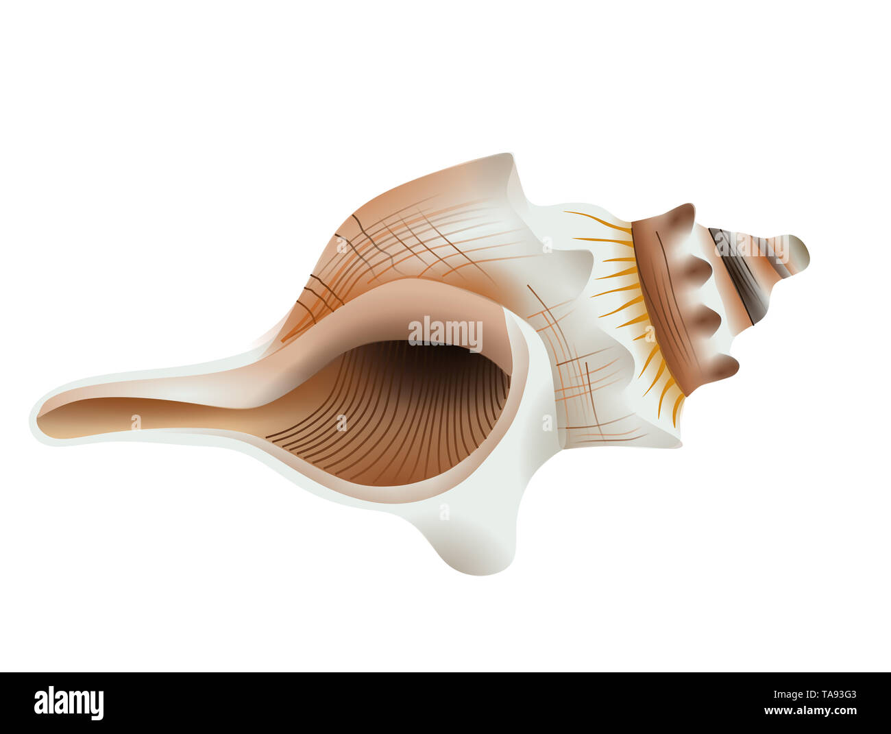 seashell illustration on white background Stock Photo