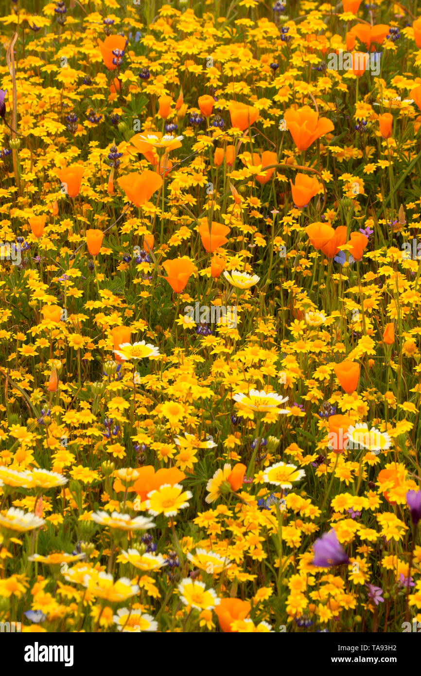 Wildflower field with California poppy, tidytips and goldfields, Shell Creek Road, San Luis Obispo County, California Stock Photo
