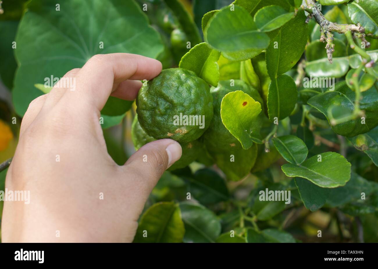 rough lemon high resolution stock photography and images alamy