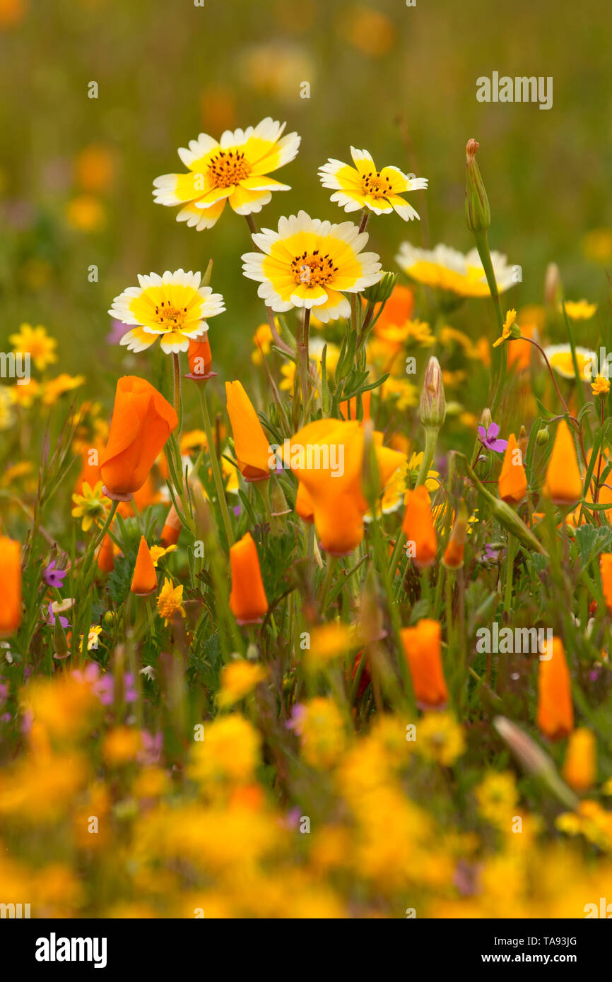 California poppy, tidytips and goldfields, Shell Creek Road, San Luis Obispo County, California Stock Photo