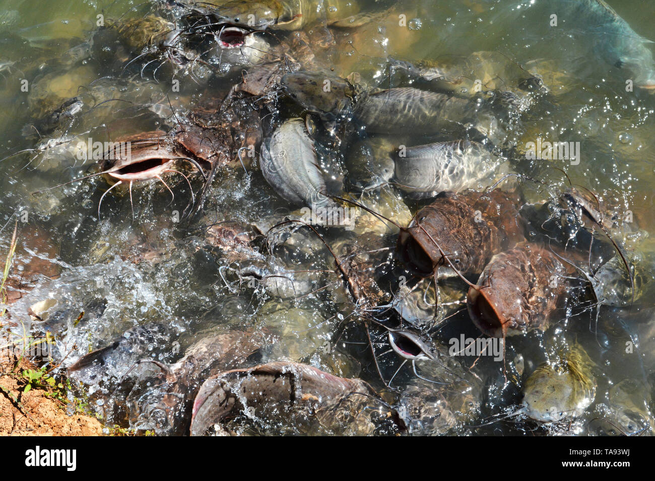 Catfish food for clearance ponds