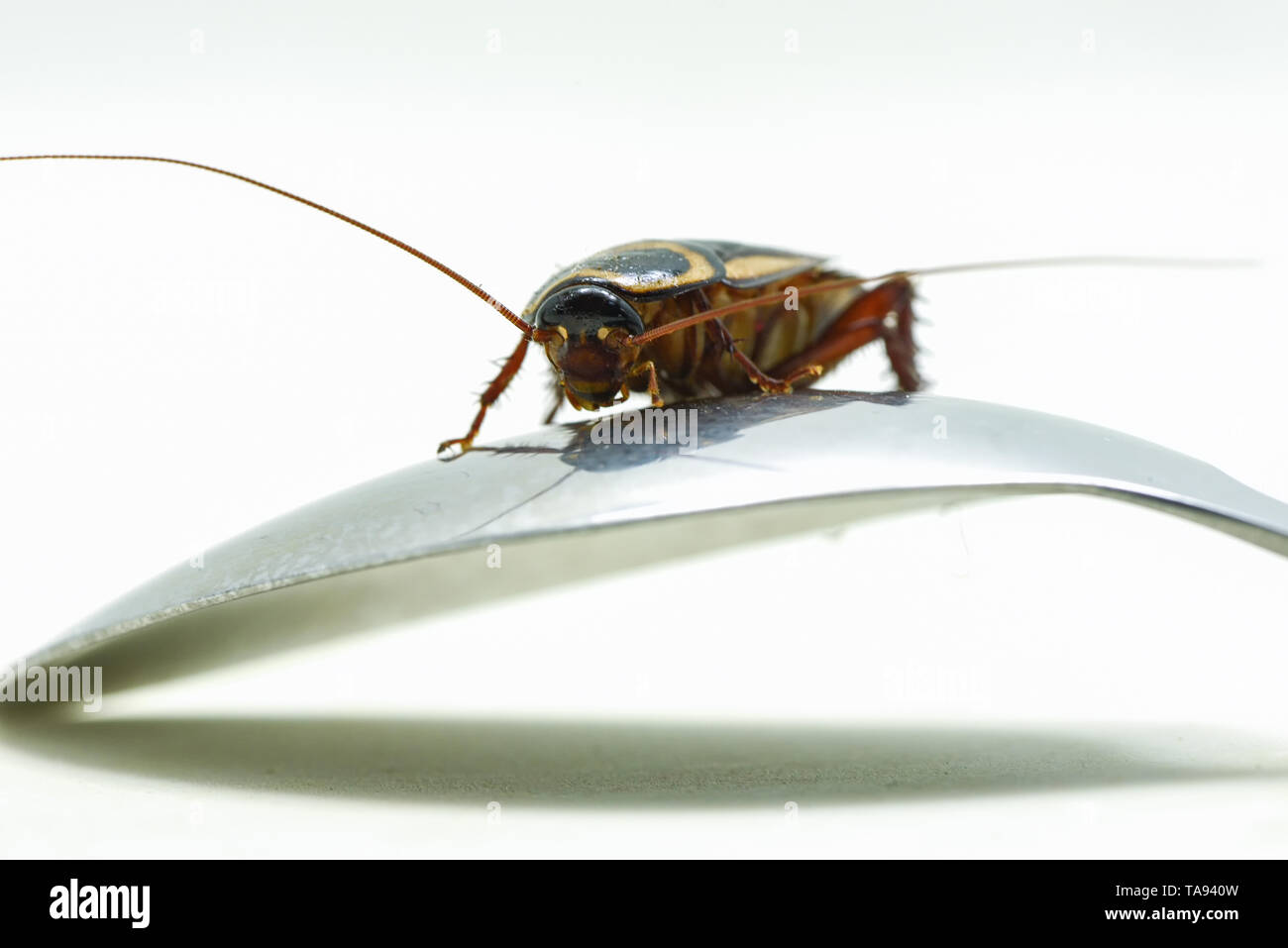 cockroach insect on spoon isolated on white background / insecticide products (Blatta lateralis) Stock Photo
