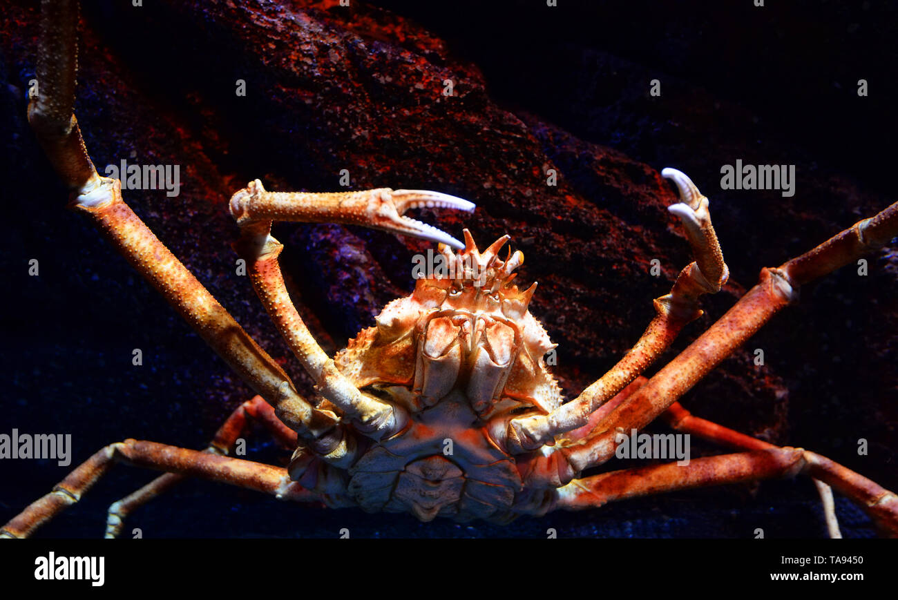 Giant spider crab / Japanese giant crab swimming underwater aquariumun