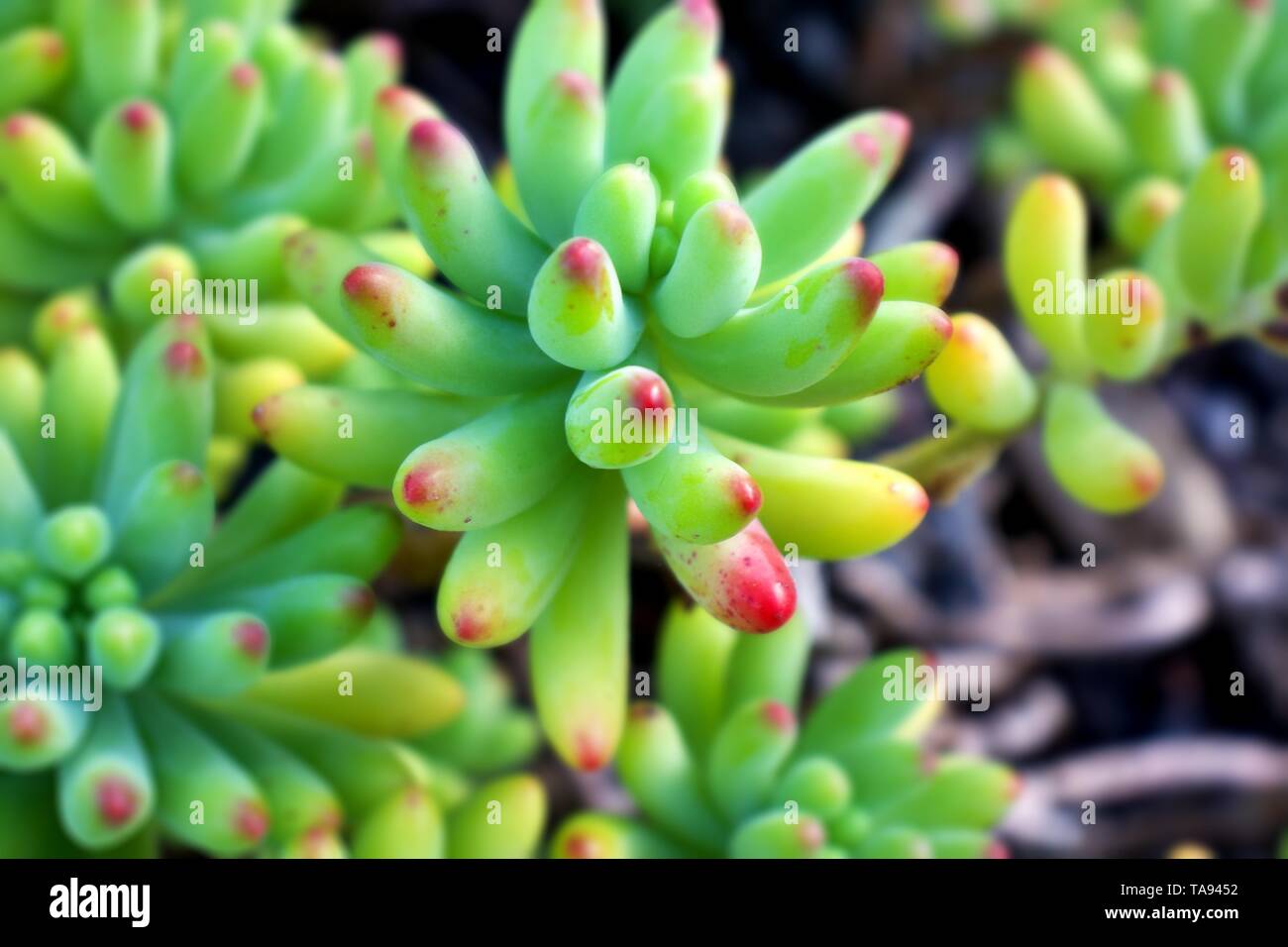 Selective focus on Sedum pachyphyllum, jelly-bean plant, jade plant,succulent subshrub Stock Photo