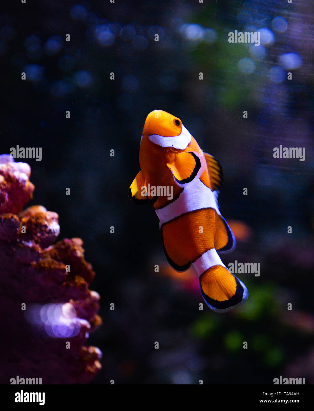 Amphiprion Clown fish swimming fish tank underwater aquarium / White and orange Anemone fish Stock Photo