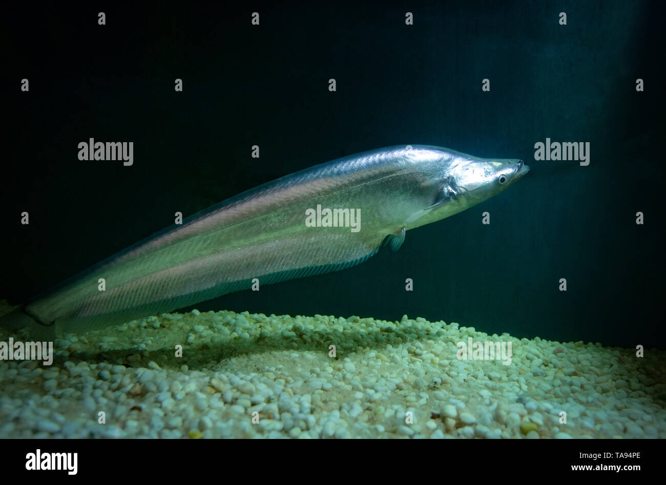 Common sheatfish swimming fish tank underwater aquarium / blue sheatfish Stock Photo