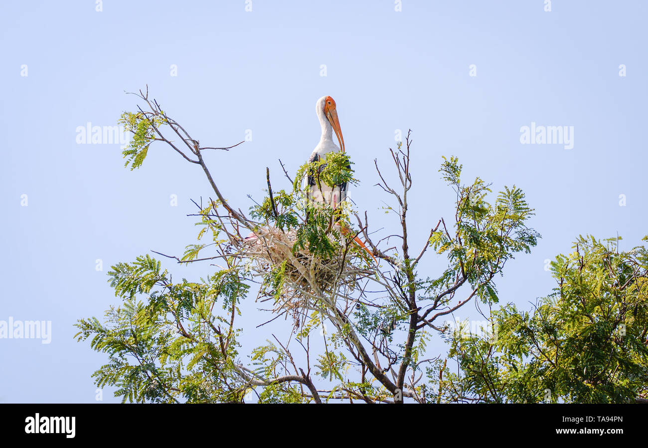 Milky stork bird in nest on tree / Painted storks (Mycteria cinerea) Stock Photo