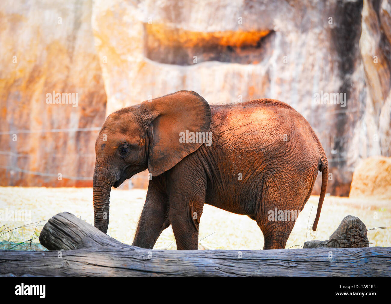 Cute baby elephant / baby elephant with mud on skin live on farm in the  wildlife sanctuary - young baby elephants playing on ground Stock Photo -  Alamy