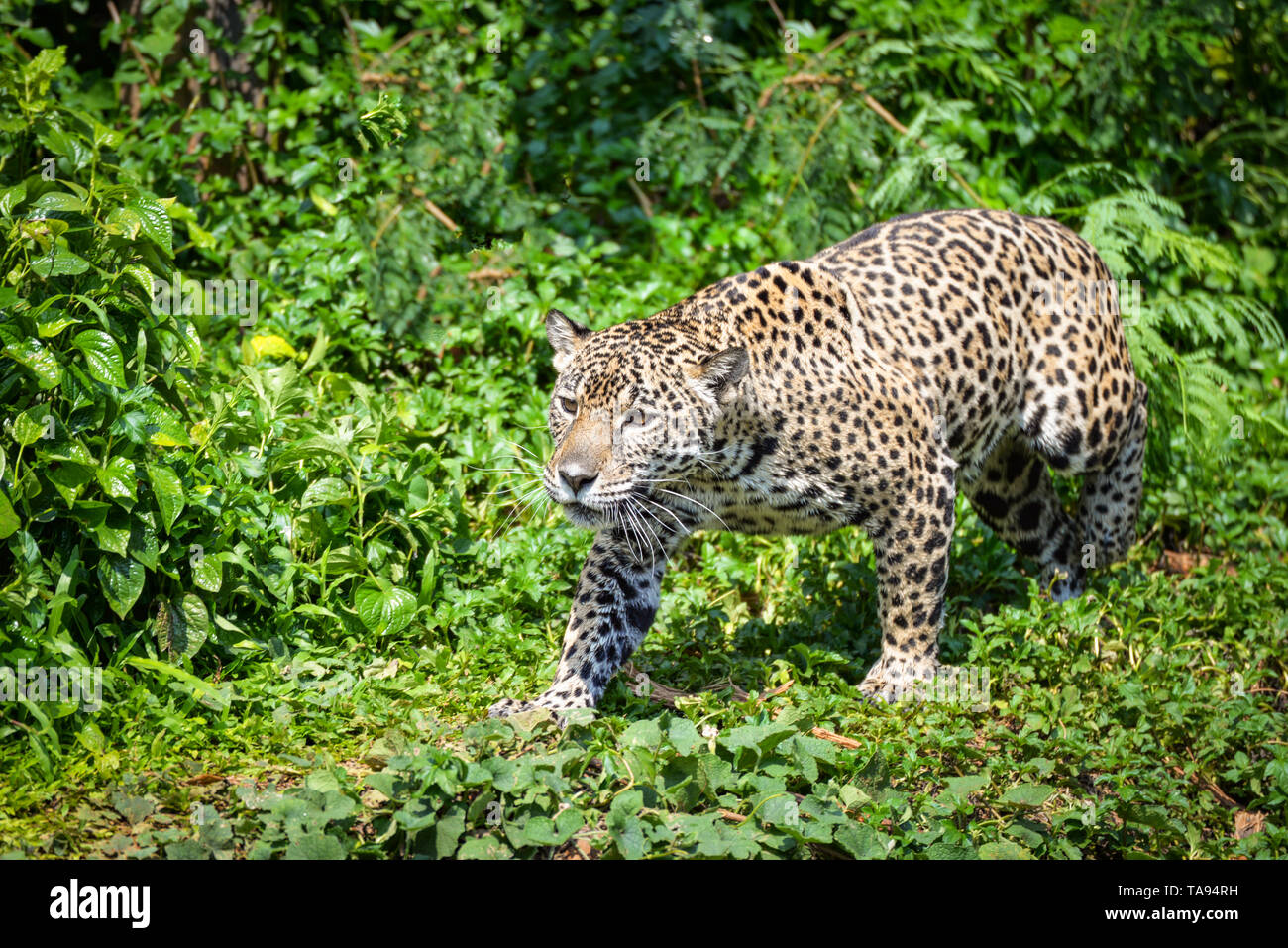 Leopard jaguar animal hunting / beautiful jaguar walking in jungle