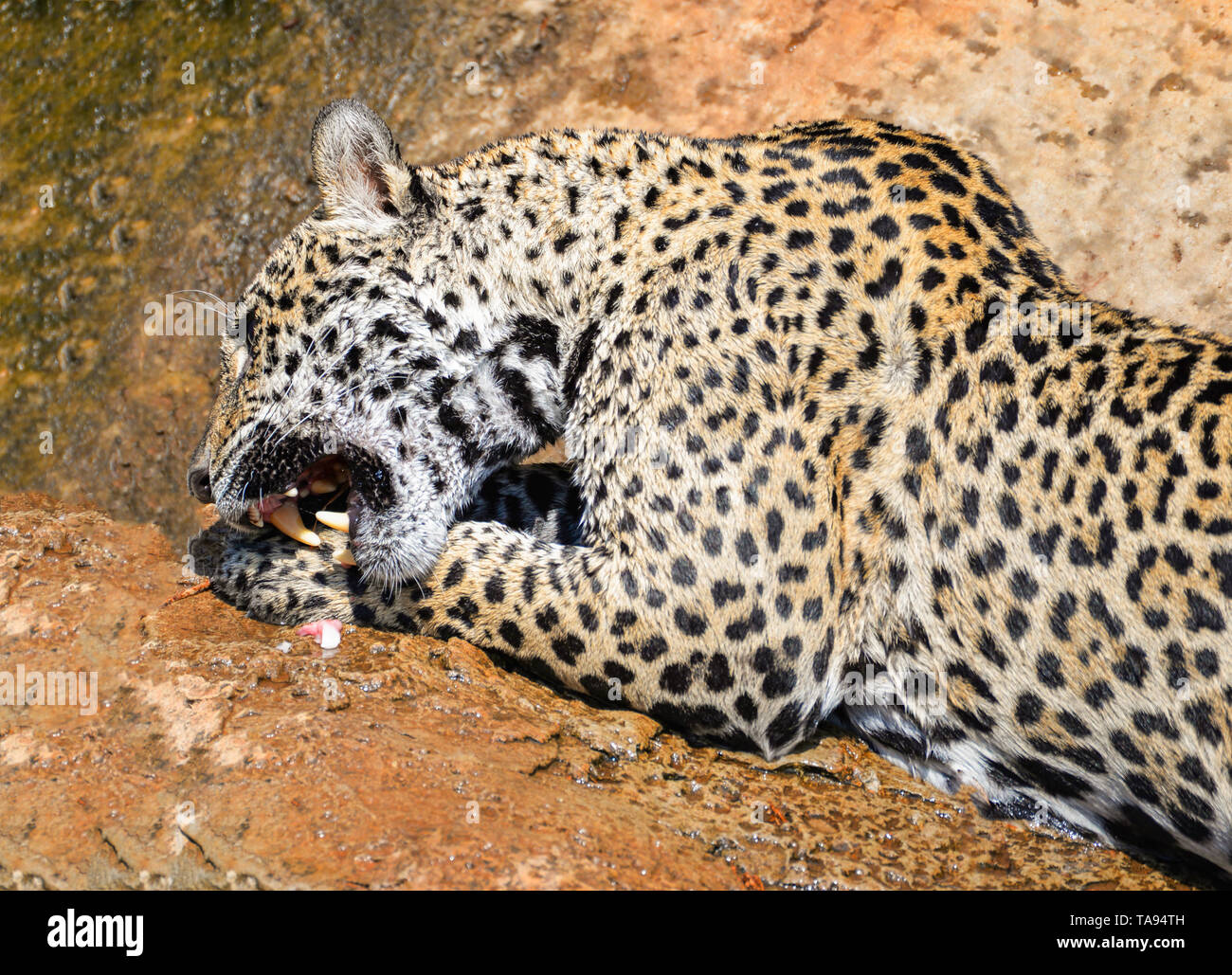 jaguar animal hunting eating its prey / jaguar sitting on rock tiger eats raw meat on nature wildlife national park - jaguar tiger hunting Stock Photo