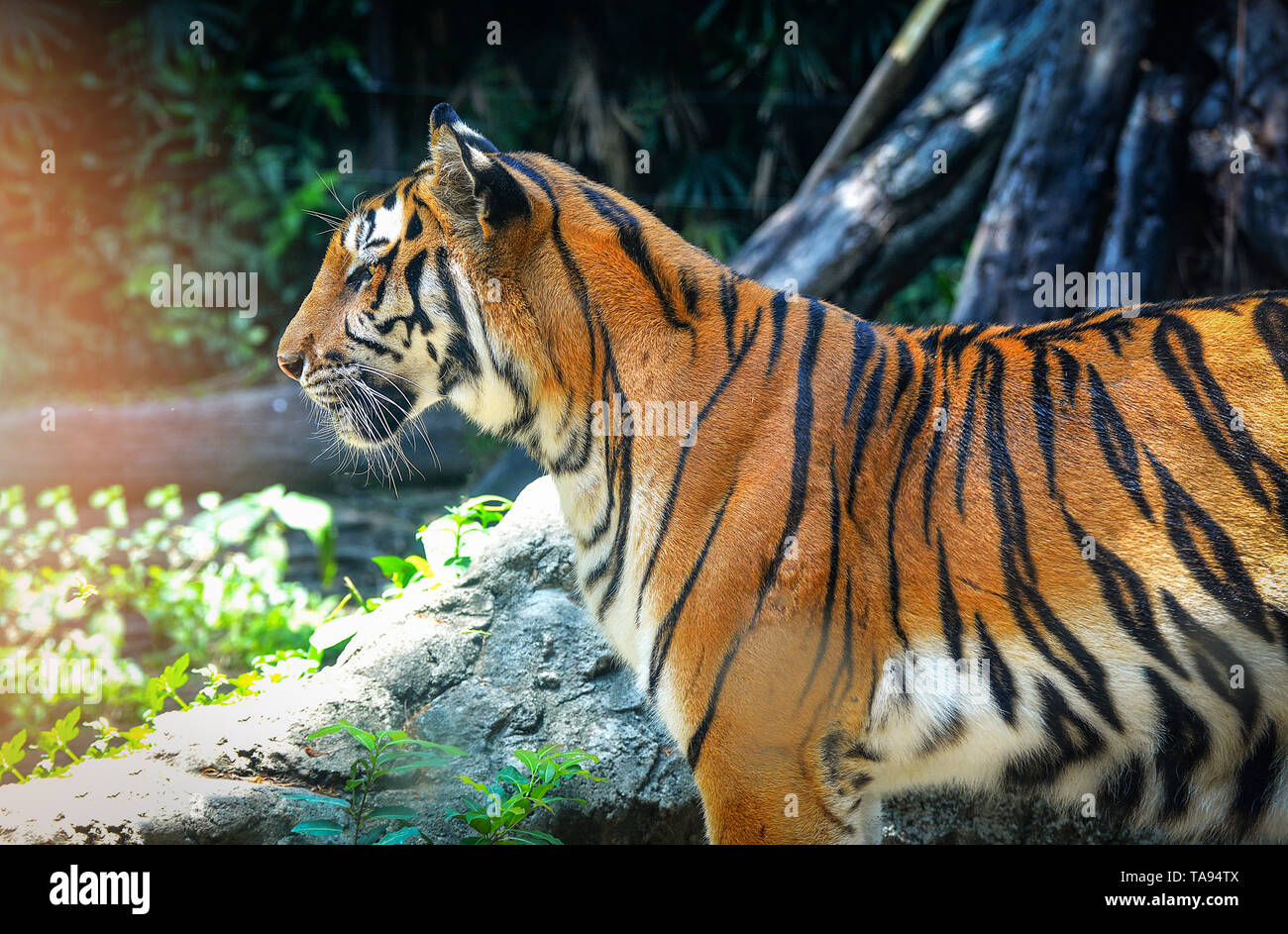 bengal tiger - royal tiger / close up of head tiger beautiful - bengal tiger  looking for prey in the national park Stock Photo - Alamy