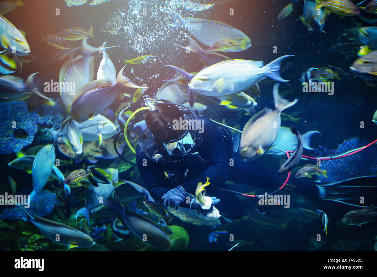 dip feed fish / Man dive feeding school fish swimming many sea fish