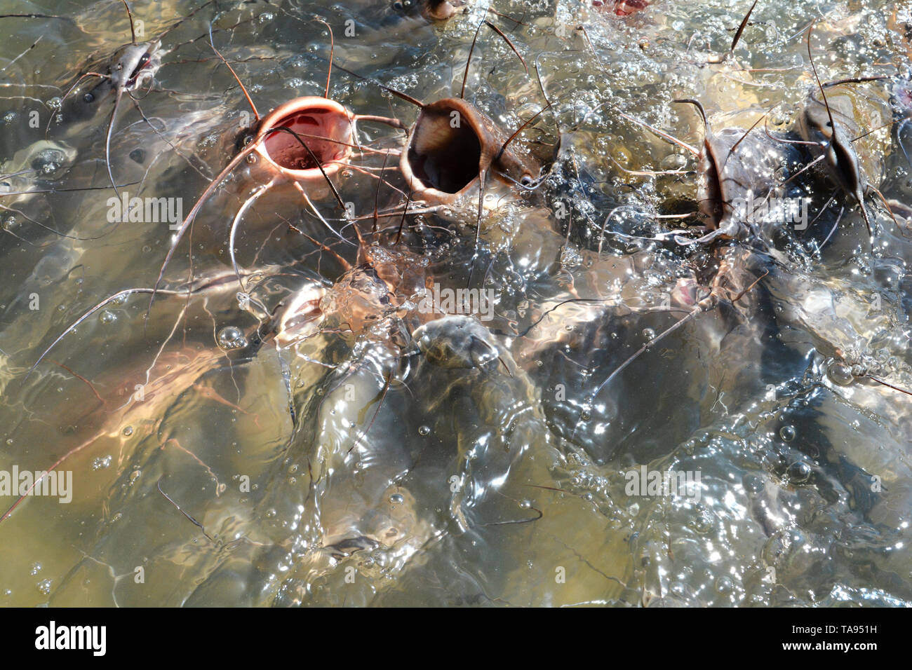 Feed fish freshwater in ponds / Many Catfish feeding food Stock Photo