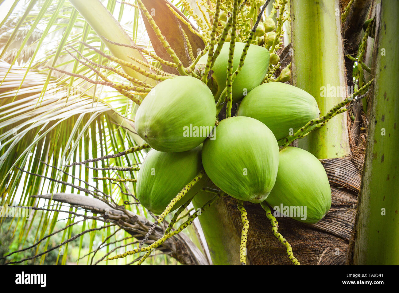 Young coconut tree / fresh green coconut palm tree tropical fruit on